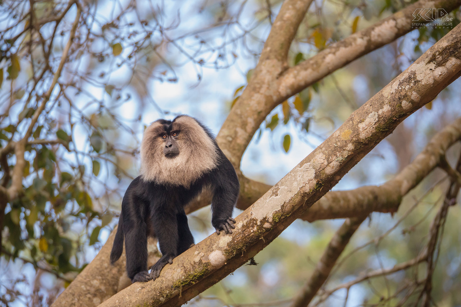 Valparai - Lion-tailed macaque The lion-tailed macaque or the wanderoo (Macaca silenus) is an endangered monkey that can be found in the forests of the teaplantions of Valparai. Stefan Cruysberghs